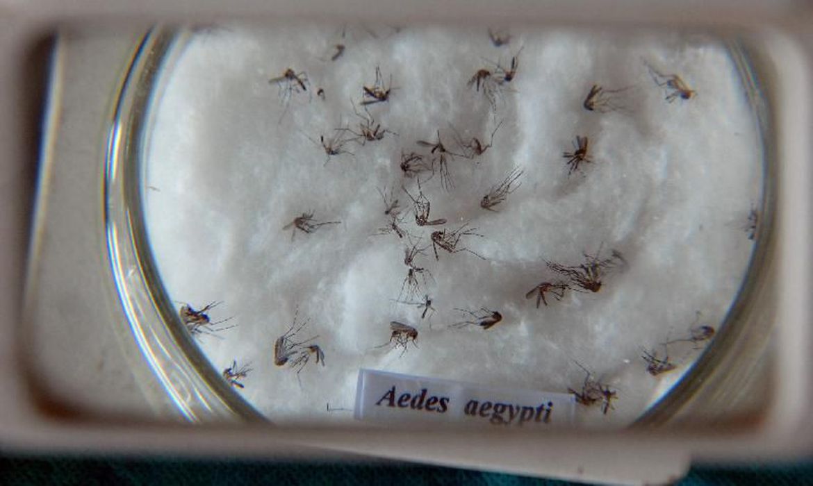 Mosquito Aedes aegypti é transmissor da dengue, zika e chikungunya - Foto: Arquivo/ABr